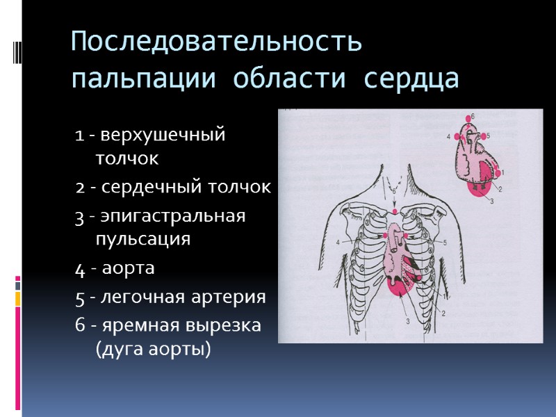 Последовательность пальпации области сердца 1 - верхушечный толчок 2 - сердечный толчок 3 -